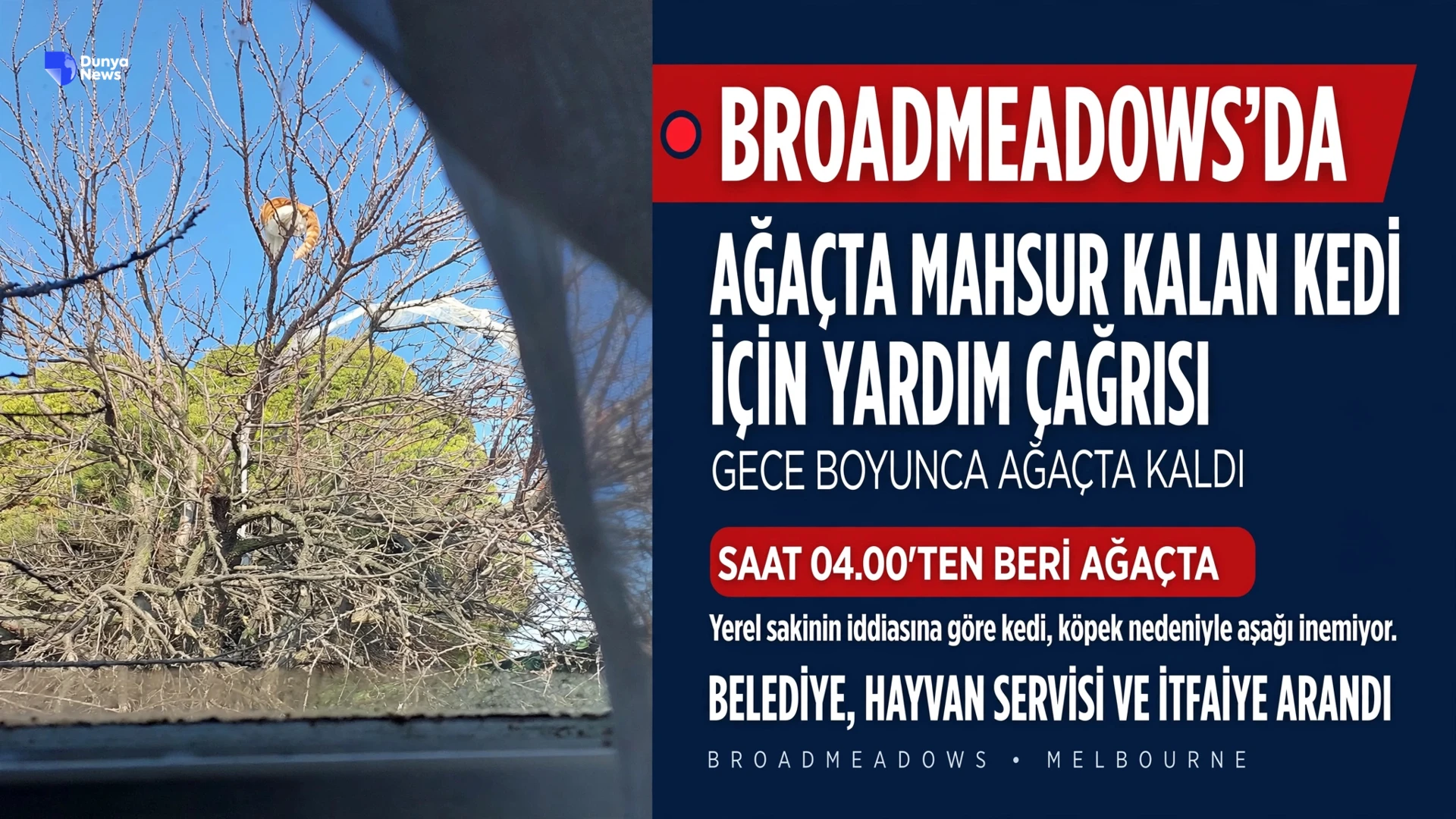 Broadmeadows’da ağaçta mahsur kalan kedi için yardım çağrısı