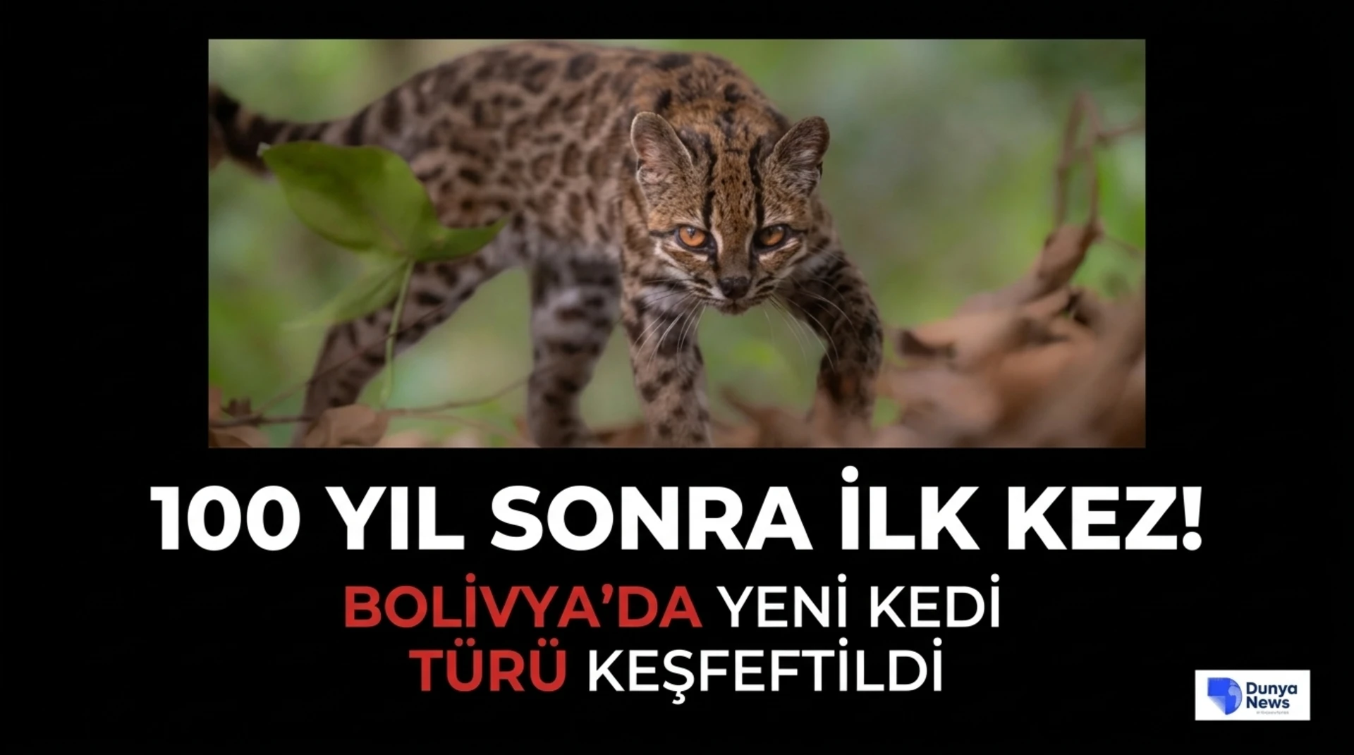 DNA analizleri türün farklı olduğunu ortaya koydu